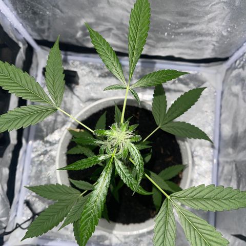 Auto Chocolate Skunk growlog timeline photo