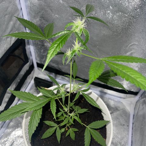Auto Chocolate Skunk growlog timeline photo