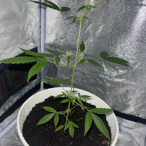 Auto Chocolate Skunk growlog timeline photo