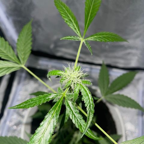 Auto Chocolate Skunk growlog timeline photo
