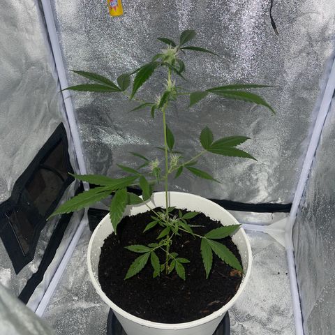 Auto Chocolate Skunk growlog timeline photo