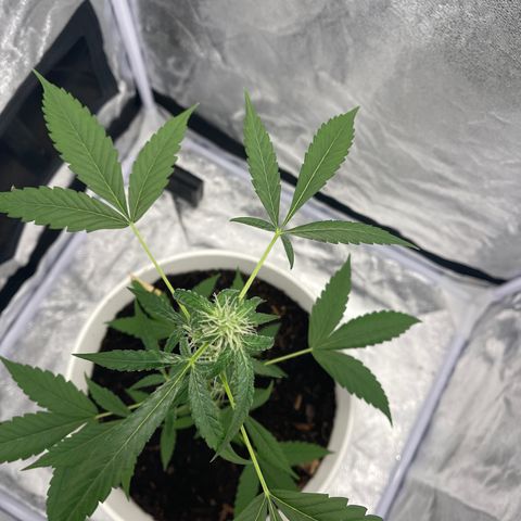 Auto Chocolate Skunk growlog timeline photo