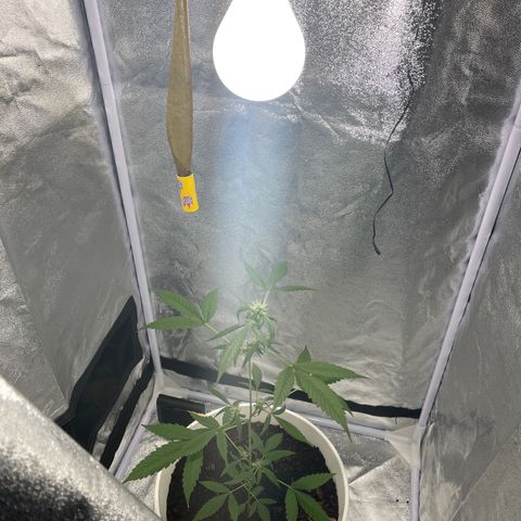 Auto Chocolate Skunk growlog timeline photo