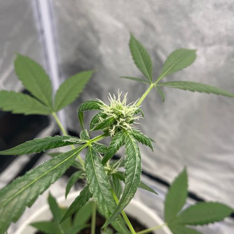 Auto Chocolate Skunk growlog timeline photo