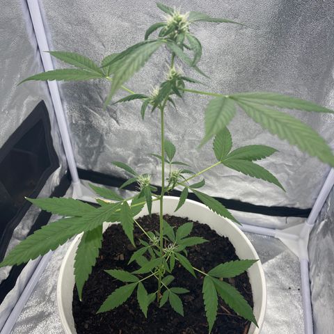 Auto Chocolate Skunk growlog timeline photo