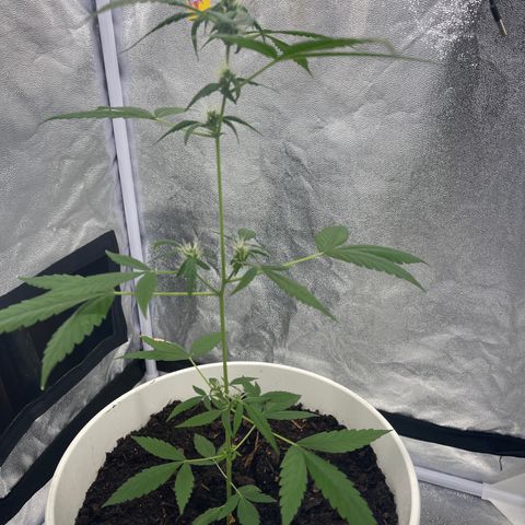 Auto Chocolate Skunk growlog timeline photo