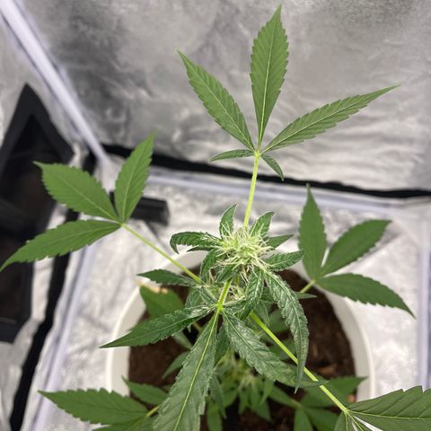Auto Chocolate Skunk growlog timeline photo