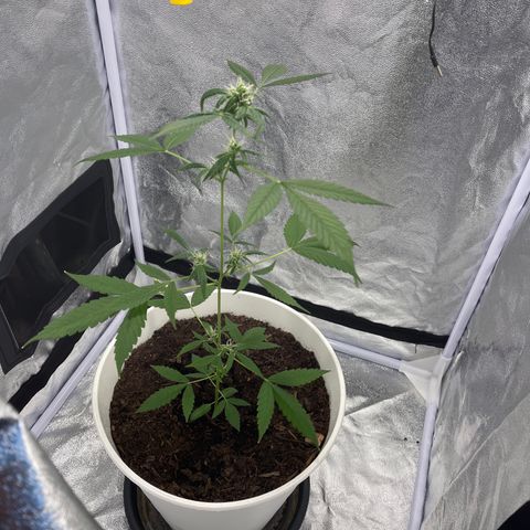 Auto Chocolate Skunk growlog timeline photo