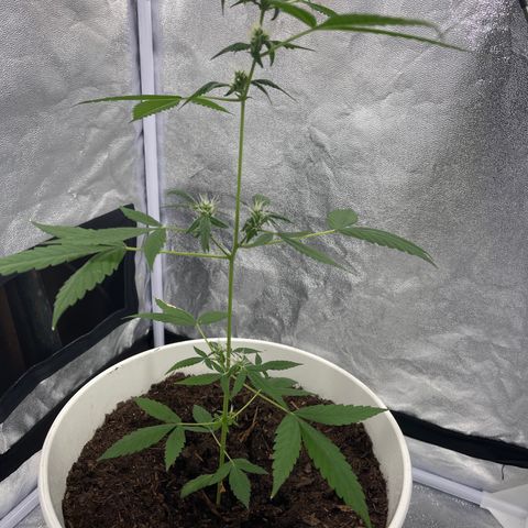 Auto Chocolate Skunk growlog timeline photo