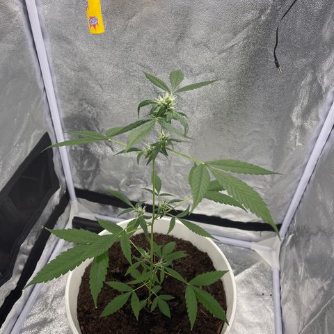 Auto Chocolate Skunk growlog timeline photo
