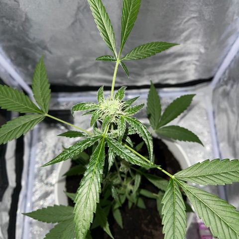 Auto Chocolate Skunk growlog timeline photo