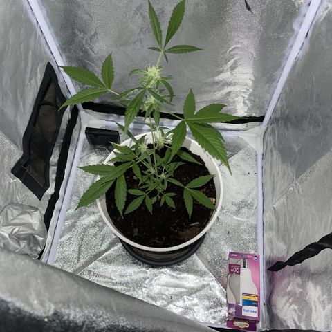 Auto Chocolate Skunk growlog timeline photo