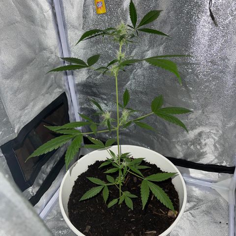 Auto Chocolate Skunk growlog timeline photo
