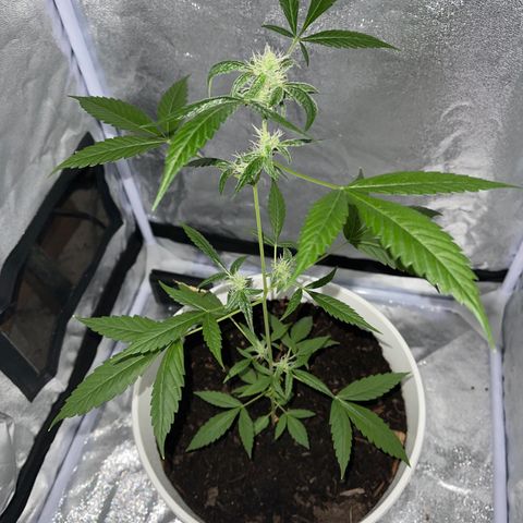 Auto Chocolate Skunk growlog timeline photo