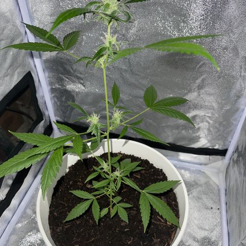 Auto Chocolate Skunk growlog timeline photo