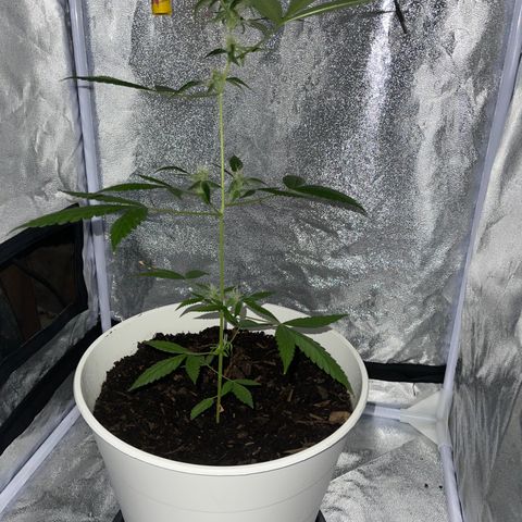 Auto Chocolate Skunk growlog timeline photo