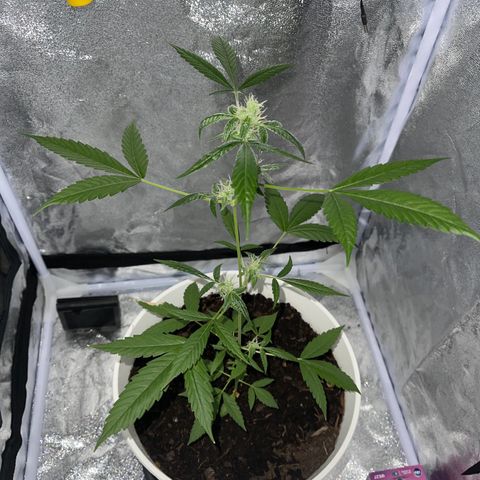 Auto Chocolate Skunk growlog timeline photo