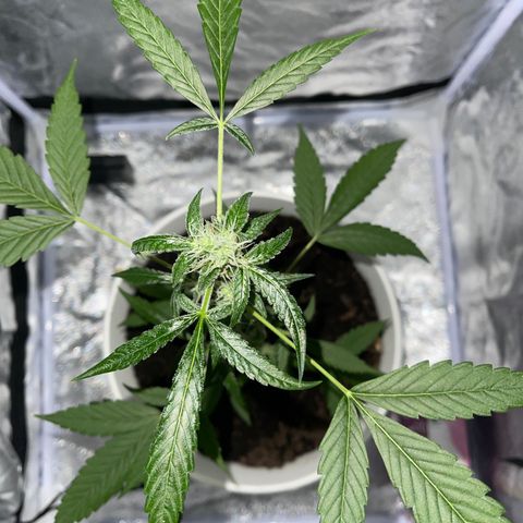 Auto Chocolate Skunk growlog timeline photo