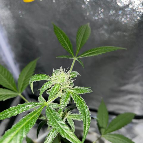 Auto Chocolate Skunk growlog timeline photo