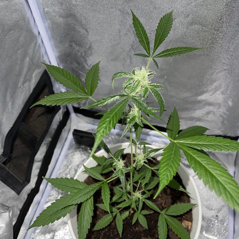 Auto Chocolate Skunk growlog timeline photo