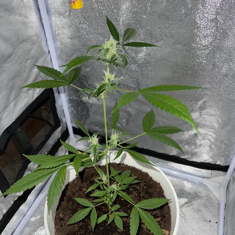 Auto Chocolate Skunk growlog timeline photo