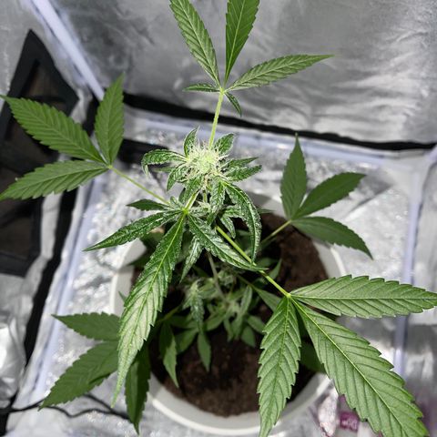 Auto Chocolate Skunk growlog timeline photo