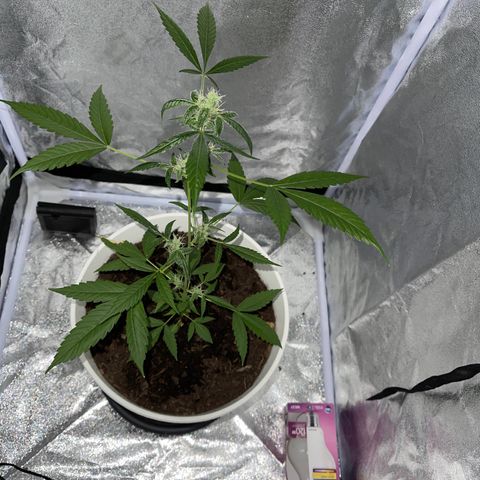 Auto Chocolate Skunk growlog timeline photo