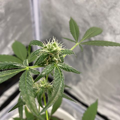 Auto Chocolate Skunk growlog timeline photo