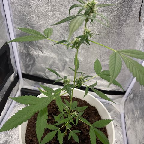 Auto Chocolate Skunk growlog timeline photo