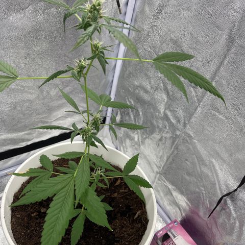 Auto Chocolate Skunk growlog timeline photo