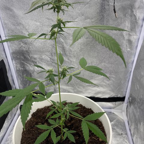 Auto Chocolate Skunk growlog timeline photo