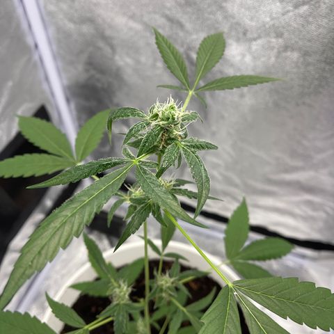 Auto Chocolate Skunk growlog timeline photo