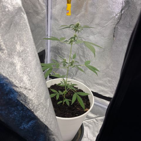 Auto Chocolate Skunk growlog timeline photo