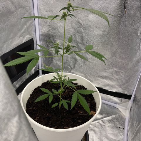 Auto Chocolate Skunk growlog timeline photo