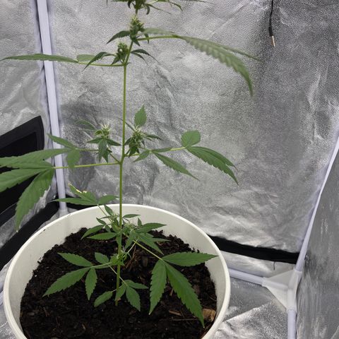 Auto Chocolate Skunk growlog timeline photo