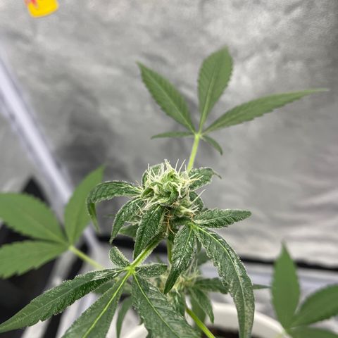 Auto Chocolate Skunk growlog timeline photo