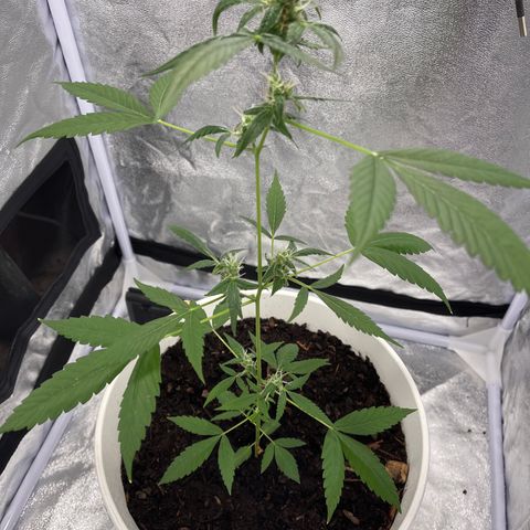Auto Chocolate Skunk growlog timeline photo