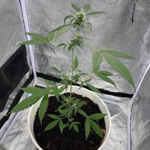 Auto Chocolate Skunk growlog timeline photo