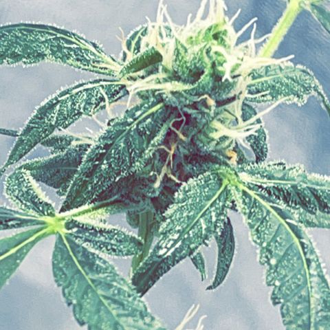 Auto Chocolate Skunk growlog timeline photo