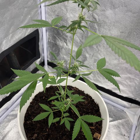 Auto Chocolate Skunk growlog timeline photo