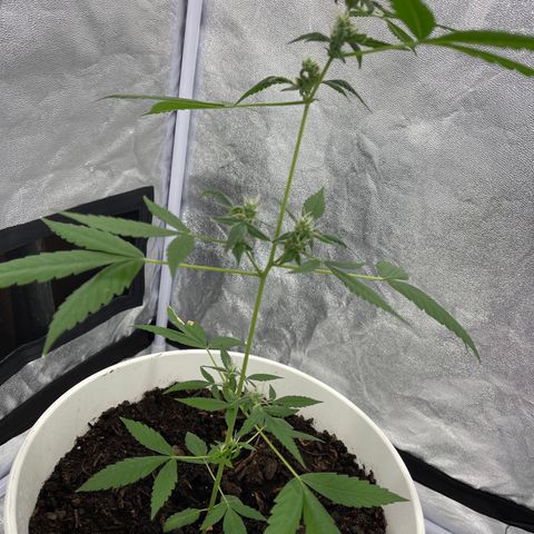 Auto Chocolate Skunk growlog timeline photo