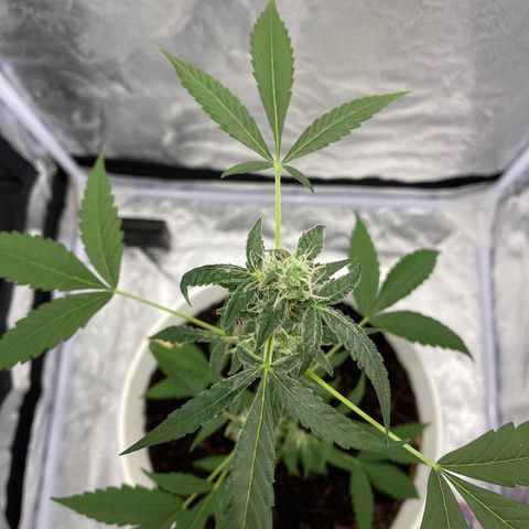 Auto Chocolate Skunk growlog timeline photo