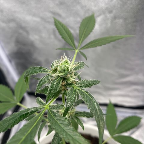 Auto Chocolate Skunk growlog timeline photo