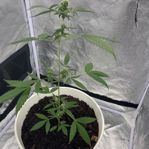 Auto Chocolate Skunk growlog timeline photo