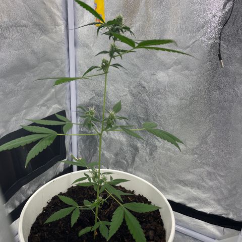 Auto Chocolate Skunk growlog timeline photo