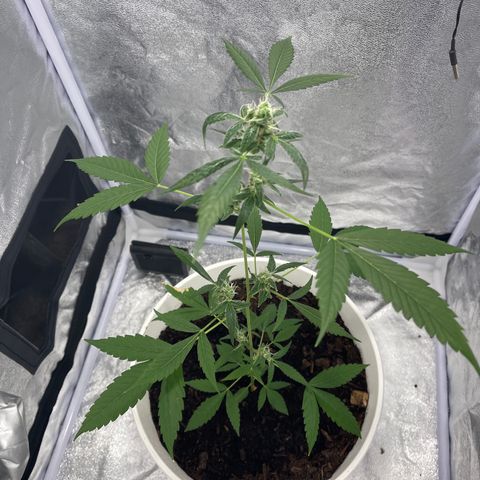 Auto Chocolate Skunk growlog timeline photo