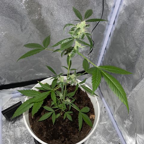 Auto Chocolate Skunk growlog timeline photo