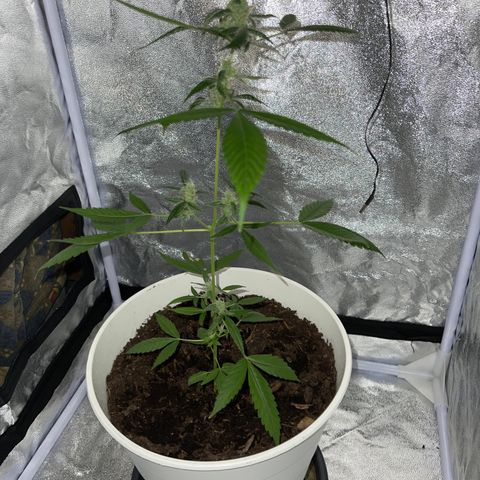 Auto Chocolate Skunk growlog timeline photo