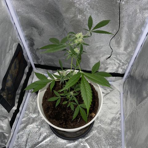 Auto Chocolate Skunk growlog timeline photo