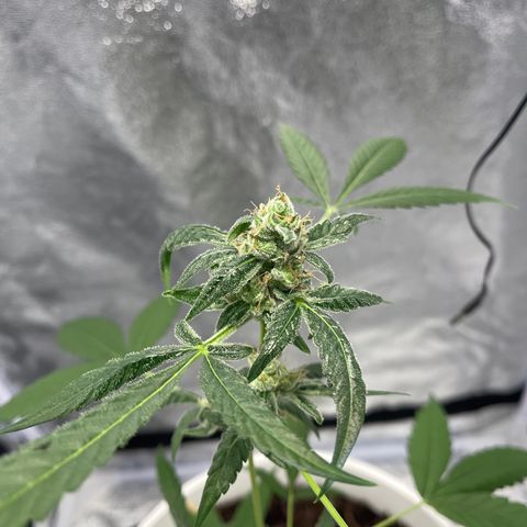Auto Chocolate Skunk growlog timeline photo